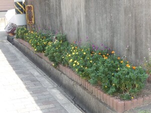 祇園公民館のプランターの写真2