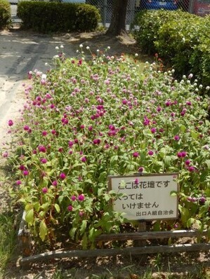 山本第5公園の花壇の写真1