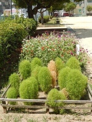 山本第5公園の花壇の写真1