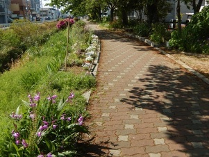 東山本川土手の写真