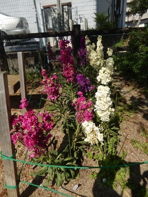 東山本川土手の花壇の写真2