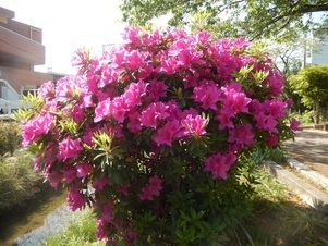東山本川土手の花壇の写真3
