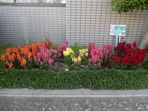 祇園西公民館のプランターの写真