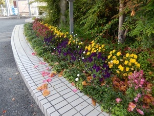 祇園西公民館の花壇の写真4