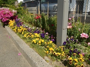 祇園西公民館の花壇の写真1