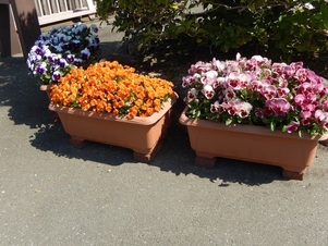 祇園公民館の花壇の写真3