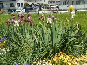東野三丁目道路予定地の花壇の写真3