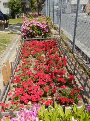 山本第5公園の花壇の写真1