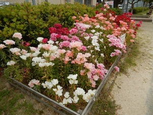 山本第5公園の花壇の写真1