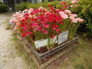 山本第5公園の花壇の写真3
