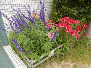 山本第5公園の花壇の写真2