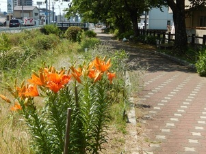 東山本川土手の花壇の写真3