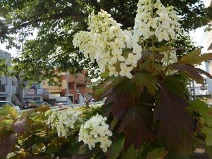 東山本川土手の花壇の写真2