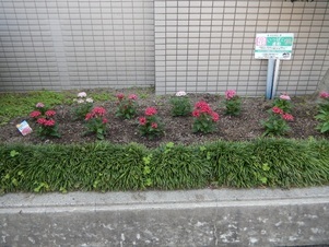 祇園西公民館の花壇の写真3