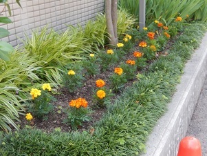 祇園西公民館の花壇の写真4