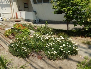 祇園福祉センターの花壇の写真2