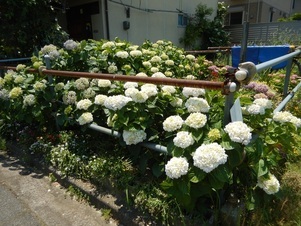 東野三丁目道路予定地の花壇の写真1