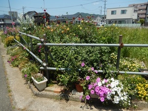 東野三丁目道路予定地の花壇の写真3