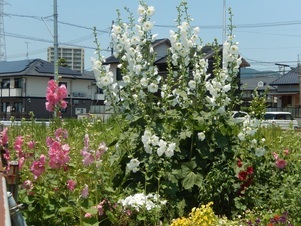 東野三丁目道路予定地の花壇の写真2