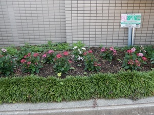 祇園西公民館の花壇の写真1