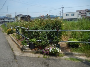 東野三丁目道路予定地の花壇の写真1
