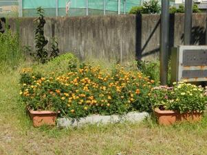 祇園公民館の花壇の写真3