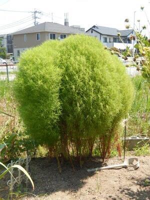 東野三丁目道路予定地の花壇の写真1