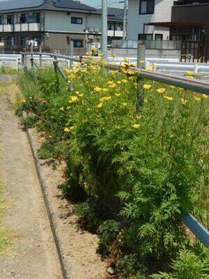 東野三丁目道路予定地の花壇の写真3