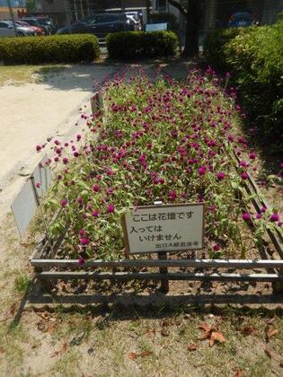 山本第5公園の花壇の写真1
