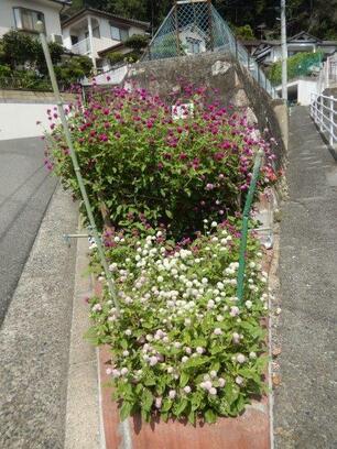 長束西四丁目の花壇の写真1