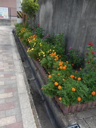 祇園公民館の花壇の写真3