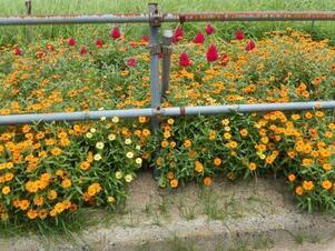 東野三丁目道路予定地の花壇の写真2