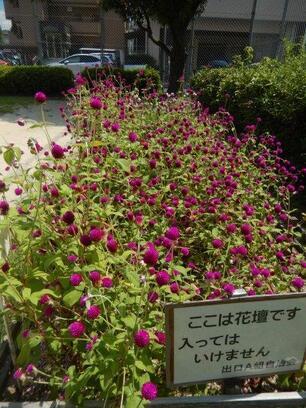 山本第5公園の花壇の写真1