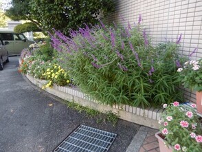 祇園西公民館の花壇の写真1