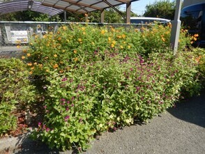 祇園西公民館の花壇の写真3