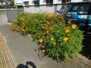 祇園西公民館の花壇の写真3