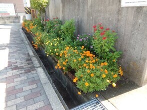 祇園公民館のプランターの写真2