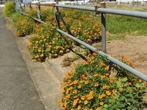 東野三丁目道路予定地の花壇の写真1
