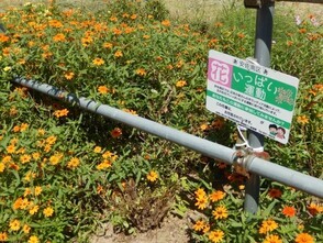 東野三丁目道路予定地の花壇の写真2