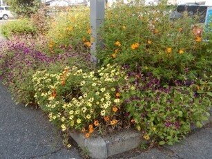 祇園西公民館の花壇の写真3