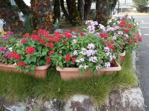 祇園公民館のプランターの写真1