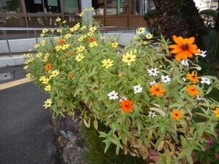 祇園公民館のプランターの写真2