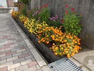 祇園公民館の花壇の写真3
