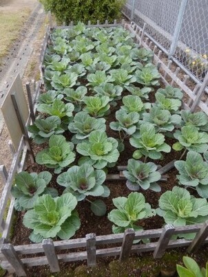 山本第5公園の花壇の写真1