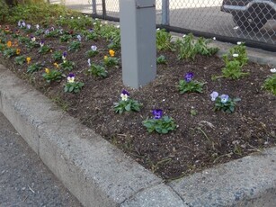 祇園西公民館のプランターの写真