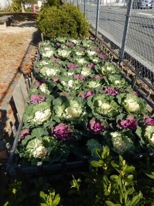 山本第5公園の花壇の写真1