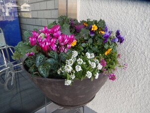 祇園公民館の花壇の写真3