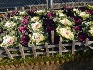 山本第5公園の花壇の写真1