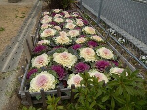 山本第5公園の花壇の写真1