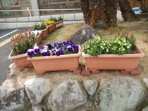 祇園公民館の花壇の写真3